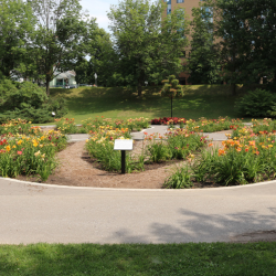 Daylily Garden